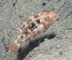 Oxycheilinus celebicus