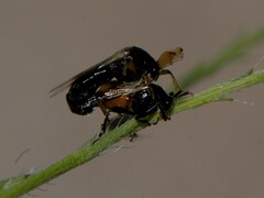 Ripiphorus neomexicanus