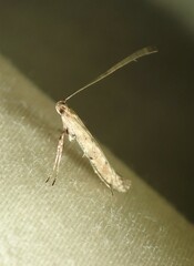 Caloptilia
