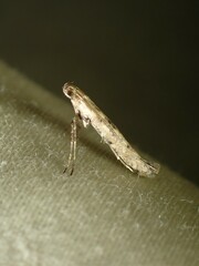 Caloptilia