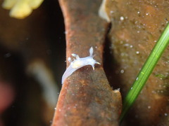 Ancula gibbosa