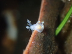 Ancula gibbosa