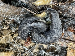 Prophysaon andersonii