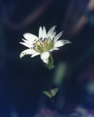 Gentiana douglasiana