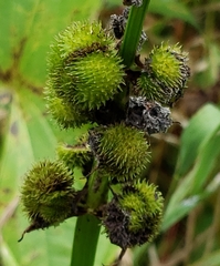 Sagittaria australis