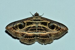 Spirama