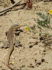 Callopistes maculatus