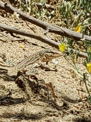 Callopistes maculatus