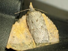 Acleris maximana