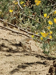 Callopistes maculatus