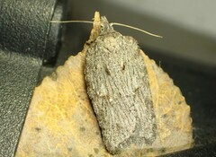 Acleris maximana