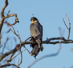 Falco longipennis