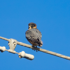 Falco longipennis