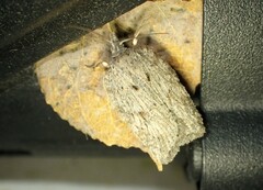 Acleris maximana