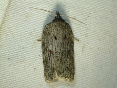 Acleris maximana