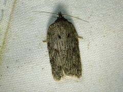Acleris maximana