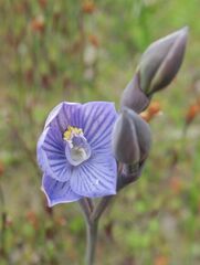 Thelymitra alpicola