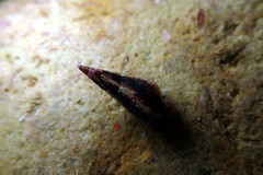 Mitrella lincolnensis