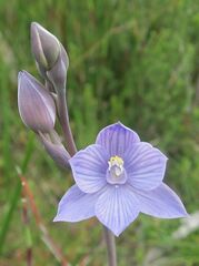 Thelymitra alpicola