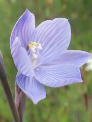 Thelymitra alpicola