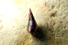 Mitrella lincolnensis