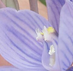 Thelymitra alpicola