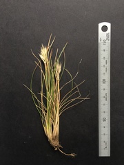 Rytidosperma caespitosum