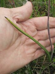 Thelymitra alpicola