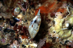 Electroma papilionacea