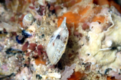 Electroma papilionacea