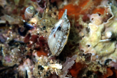 Electroma papilionacea