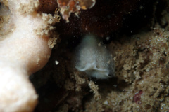 Sycozoa cerebriformis