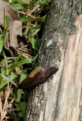 Helicarionoidea