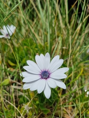 Dimorphotheca