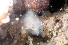 Sycozoa cerebriformis
