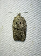 Acleris chalybeana