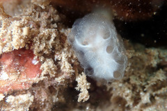 Sycozoa cerebriformis