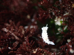 Aegires albopunctatus