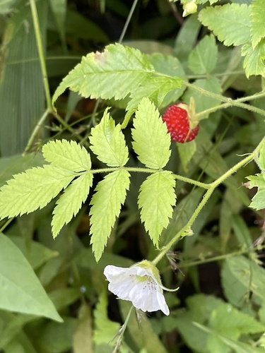 Rubus rosifolius