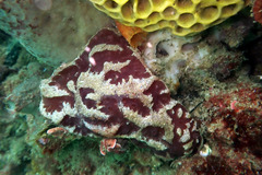 Aplidium clivosum