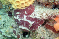 Aplidium clivosum