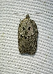 Acleris chalybeana