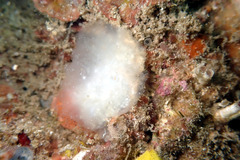 Polycitoridae