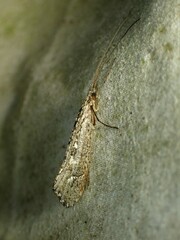 Glyphopsyche irrorata