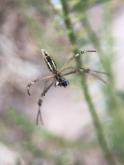 Argiope protensa