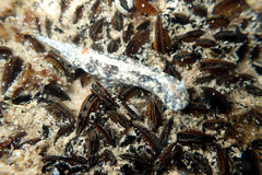 Hypselodoris saintvincentius