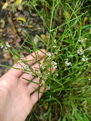Carmichaelia australis