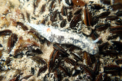 Hypselodoris saintvincentius