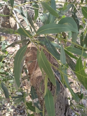 Eucalyptus todtiana
