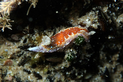 Chromodoris alternata